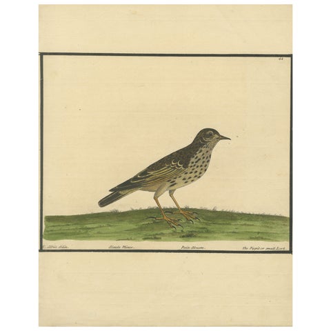 Antique Hand-Colored Engraving of The Pipit or Small Lark by Eleazar Albin, 1730