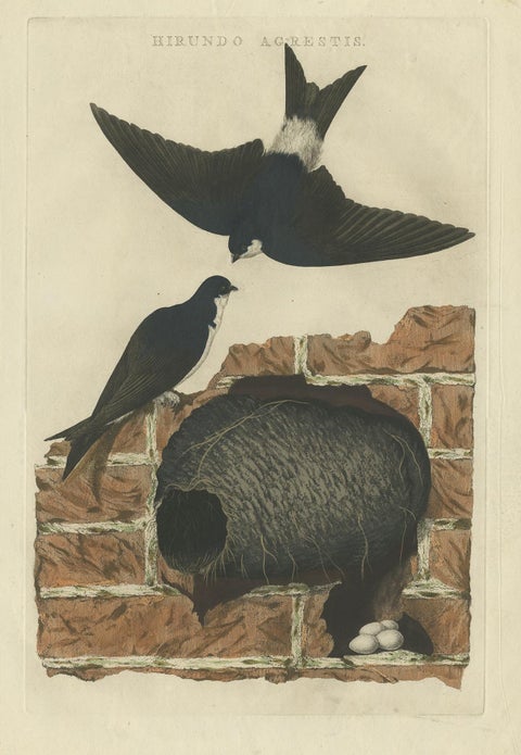 Antique Bird Print of the Barn Swallow by Sepp & Nozeman, 1770, view 2