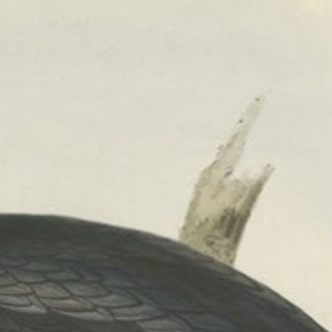 Little Cormorant, Antique Bird Lithograph by John Gould, c.1832, close-up 1