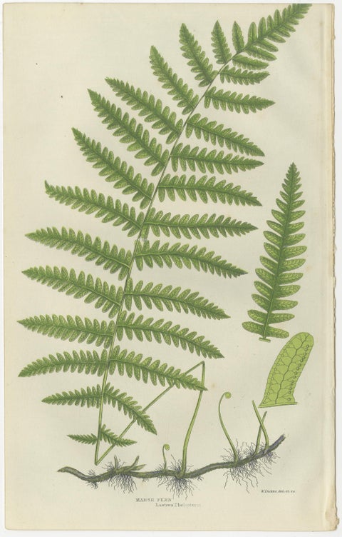 Oblong Woodsia, Marsh Fern and Mountain Fern, Botanical Triptych, 1873, view 3