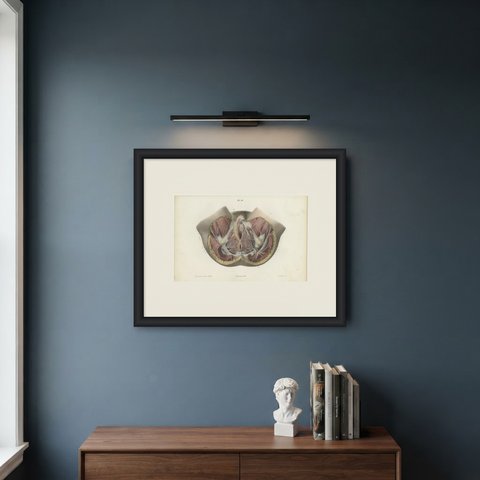 Nerves of the Female Perineum, Antique Hirschfeld Anatomy Print, 1866, shown framed on a wall