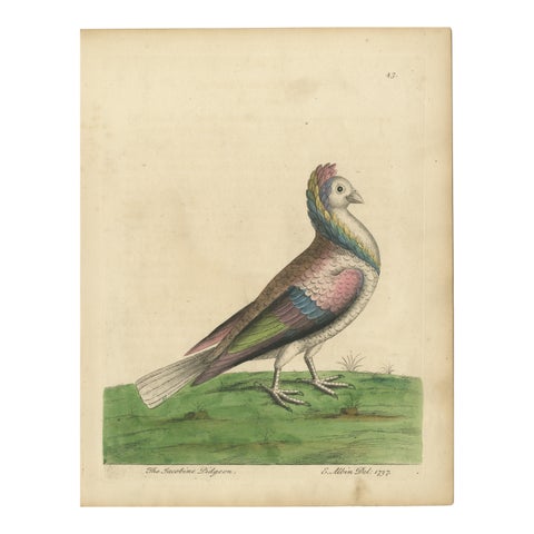 Antique Bird Print of a Jacobin Pigeon, Hand-Colored in 1740