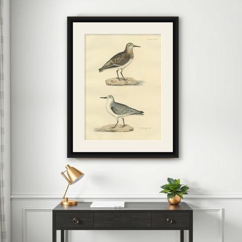 Seasonal Plumage of the Sanderling: Selby's Ornithological Study, 1826, shown framed on a wall