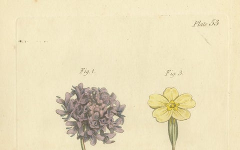 Antique Botanical Engraving of Dyer's Alkanet and Primrose Varieties - 1803, close-up 3