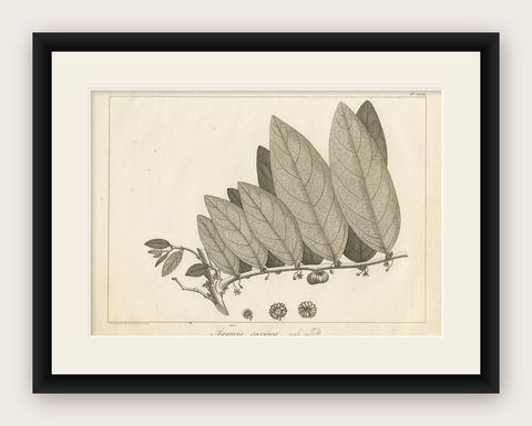 Antique Print of a Coccinea Plant Species by Symes '1800', shown framed