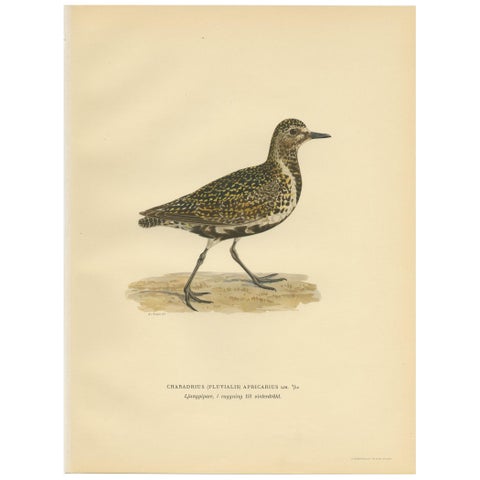 Antique Bird Print of the European Golden Plover 'Winter' by Von Wright, 1929