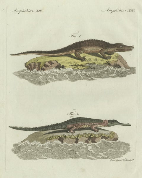 Original Antique Print of American Crocodile and Gharial by Bertuch, 1802, close-up 6