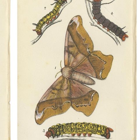 Set of 5 Antique Prints of Various Moths by Lloyd, circa 1897, close-up 1