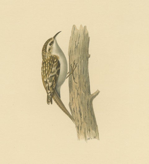 Antique Bird Print of the Eurasian Treecreeper by Von Wright, 1927, view 3