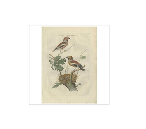Antique Bird Print of the Hawfinch by Sepp & Nozeman, 1789, view 2