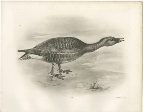 Grey Goose Walking, Antique Bird Print after Lilian Medland, circa 1909, view 2