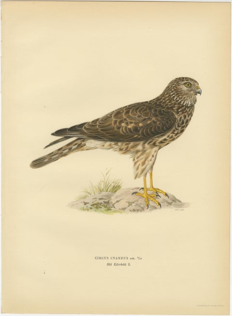 Nordic Harriers Triptych, Swedish Lithographs, Scandinavian Birds of Prey 1929, view 4
