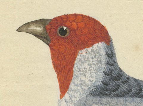 Red-Crested Cardinal - Antique Hand-Colored Print with William Hayes Sign, 1780, close-up 4