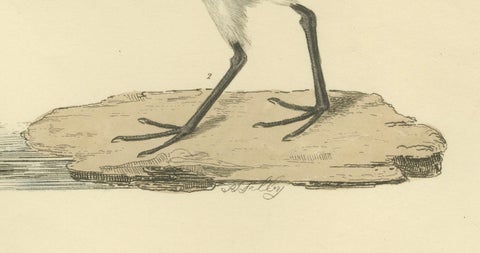 Seasonal Plumage of the Sanderling: Selby's Ornithological Study, 1826, close-up 1