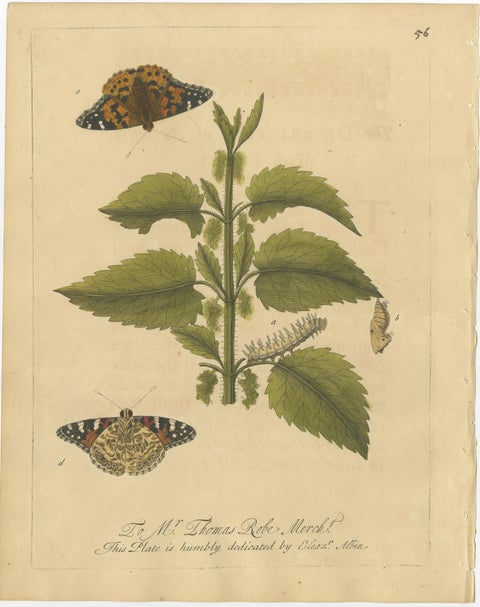 Antique Butterfly and Caterpillar Engravings on Host Plants, Albin 1720, view 2