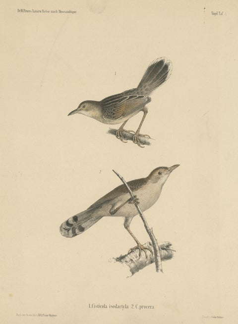 Antique Bird Print of Cisticola Species, view 3