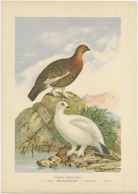 Antique Chromolithographs of Quail, Grouse & Partridge, 19th Century Bird Print, view 3