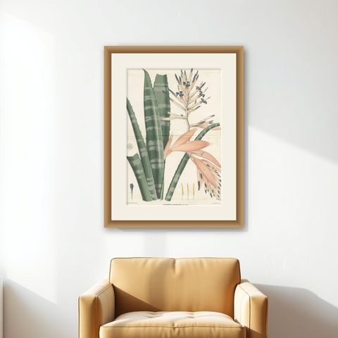 Antique Botany Print of a Billbergia Plant Species by De Vriese '1855', shown framed on a wall
