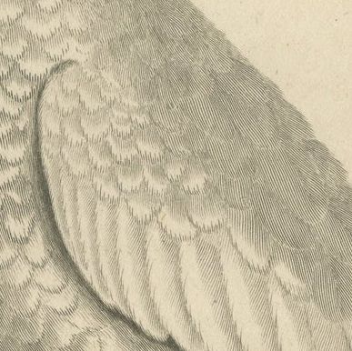 Original Antique Engraving of a Sulphur-Crested Cockatoo, c.1811, close-up 2