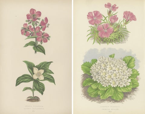 Alpine Botanical Lithograph Pair of Glacier Pink and Snow Primrose, 1874, view 2