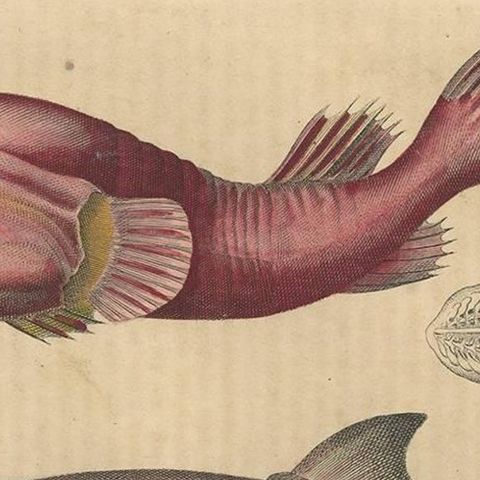 Antique Animal Print of Clingfishes by C. Hoffmann, 1847, close-up 1