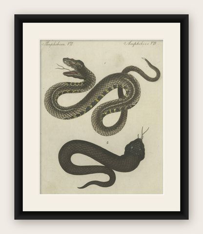 Antique Handcolored Engraving of Snakes, c.1800, shown framed