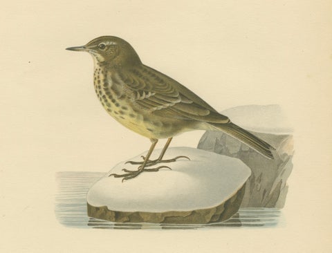 Minimalist Scandinavian Bird Lithographs, Nordic Alpine Pipit Study Pair, 1929, close-up 4