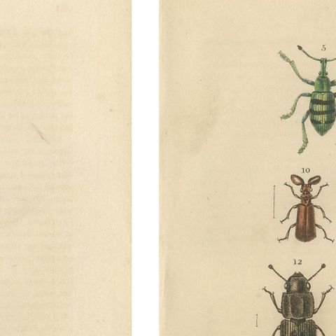 Entomological Elegance: A Collection of 19th Century Beetle Engravings, close-up 1