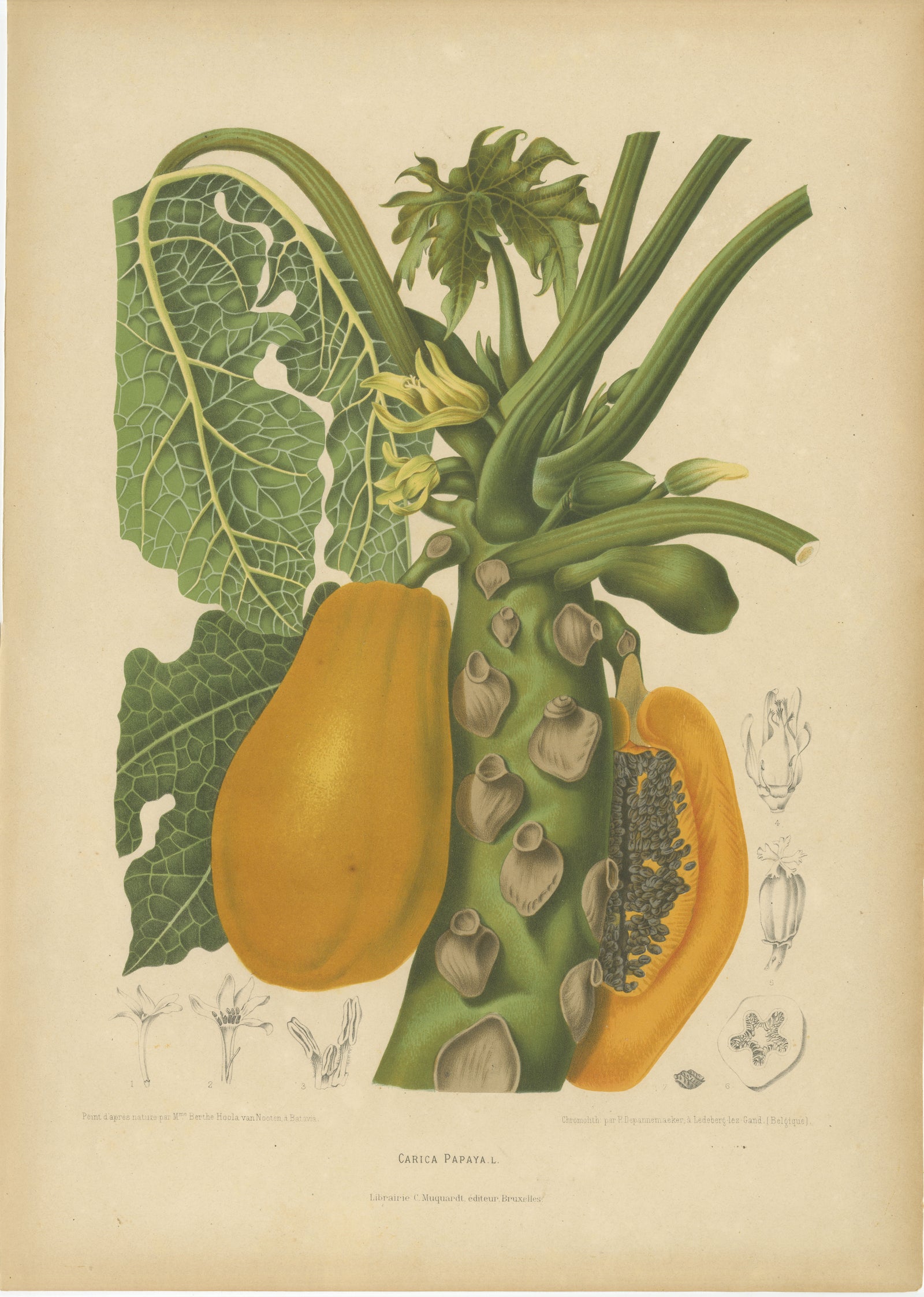Antique Papaya Botanical Chromolithograph by Hoola van Nooten, c. 1880