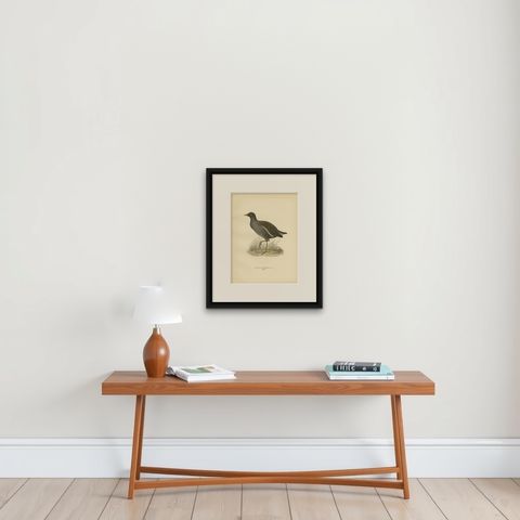 Antique Bird Print of the Common Moorhen by Von Wright '1929', shown framed on a wall