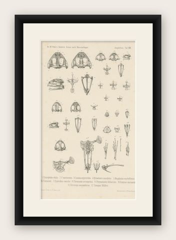 Antique Print of Bones of Various Frog Species, shown framed