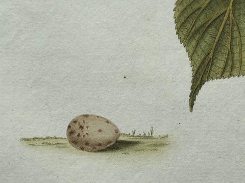 Fringilla Linota, Common Linnet, Hand-Colored Engraving by Nozeman, 1770–1829, view 10