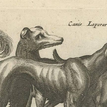 Antique Print of Various Dog Breeds "Tab LXIX" by J. Jonston, 1657, close-up 1