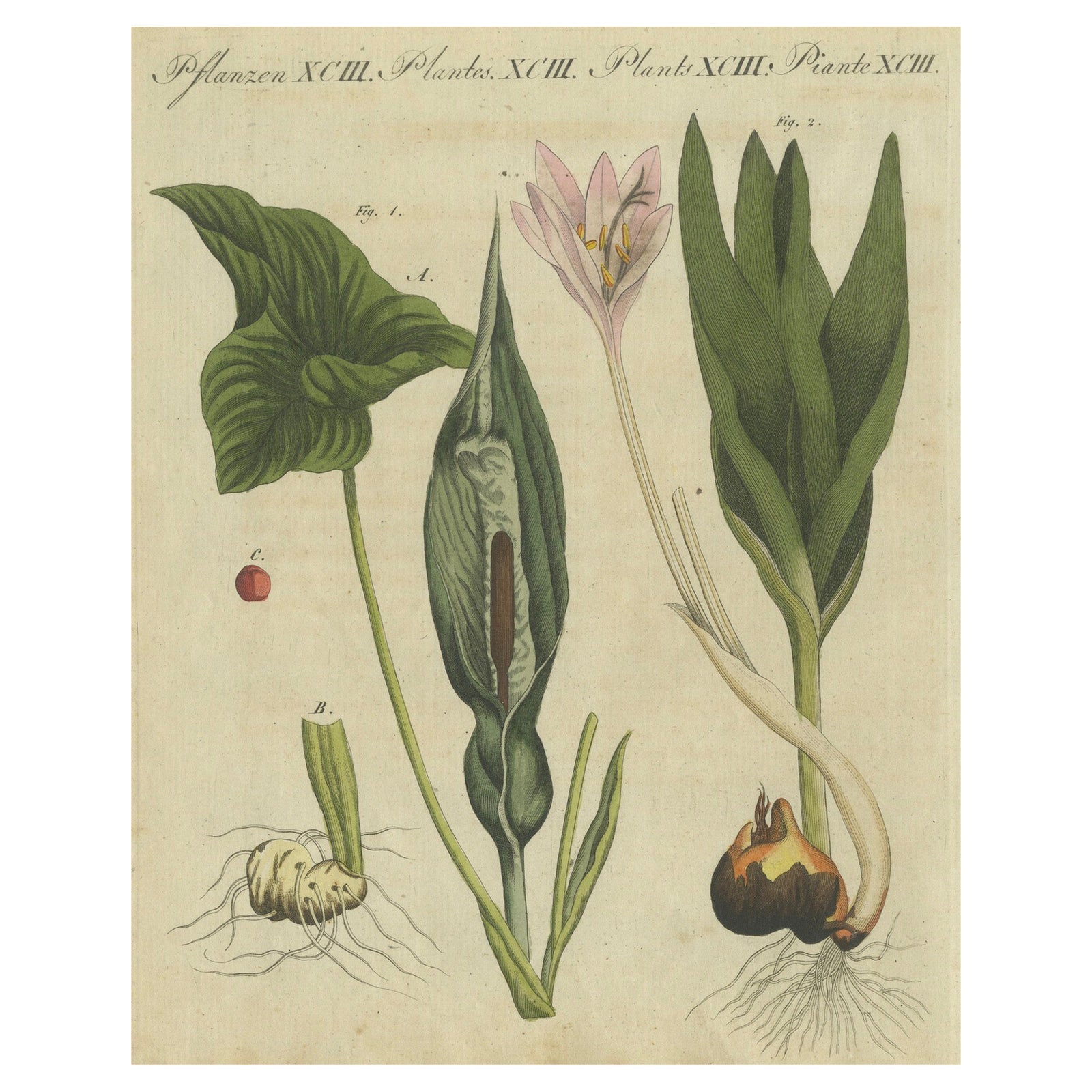 Elegant 1805 Hand-Colored Botanical Engraving of Bulbous Plants from Bertuch