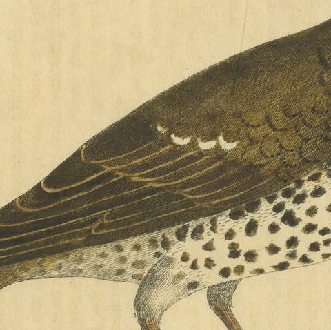 Antique Bird Print of a Mistle Thrush, circa 1731, close-up 2