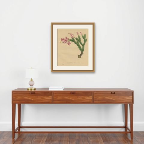 Botanical Beauty: Schlumbergera - The Christmas Cactus, circa 1832, shown framed on a wall