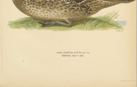 Vintage Pintail Duck Lithograph, Northern Pintail Anas Acuta, Sweden - 1929, close-up 5
