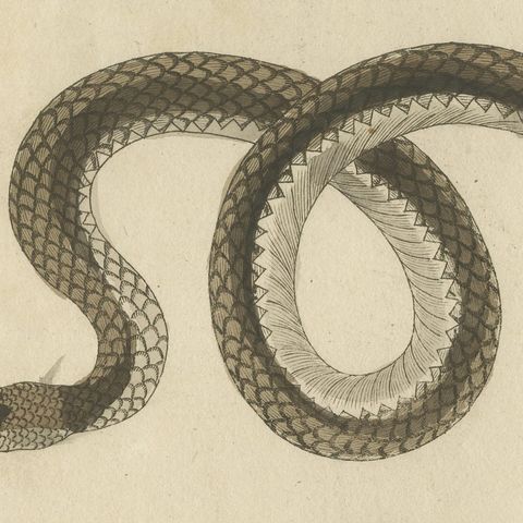 Three Slender Snakes, Antique Bertuch Print, Vienna, circa 1805, close-up 1