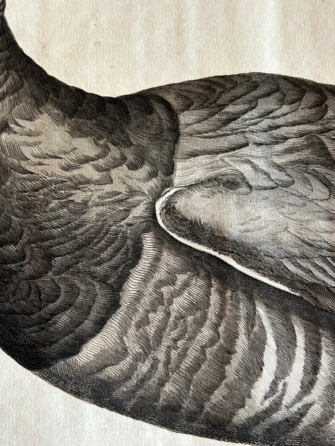 Brent Goose, Antique Bird Engraving by Nozeman and Sepp, 1789, view 9