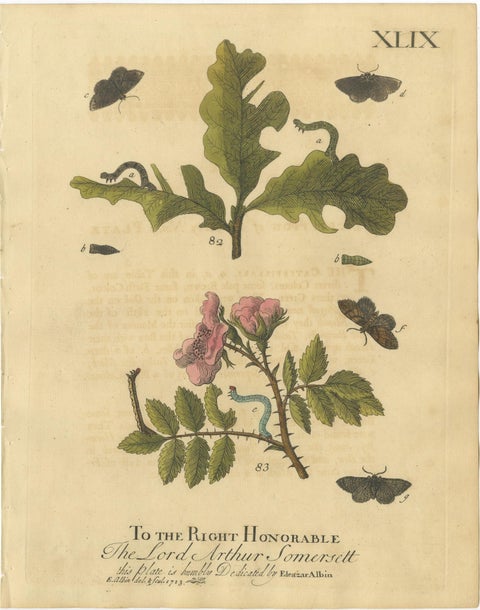 English Moths and Caterpillars on Oak and Rose, Antique Insect Engraving, 1720, view 2
