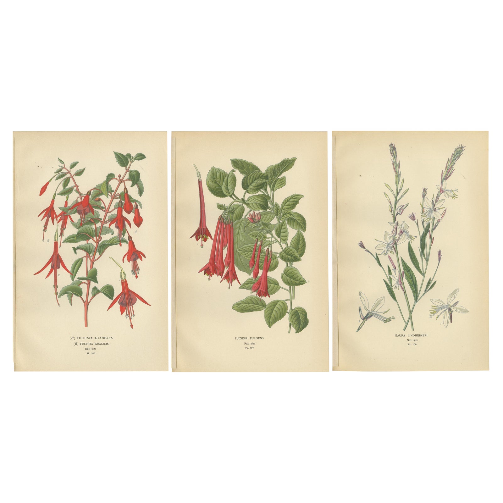 Botanical Prints: Fuchsia Globosa, Fuchsia Fulgens & Gaura Lindheimeri, 1897
