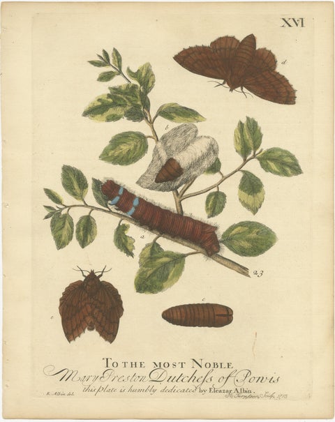 Moth Lifecycle and Host Plant, Engraved and Hand-Colored, 1713, view 2