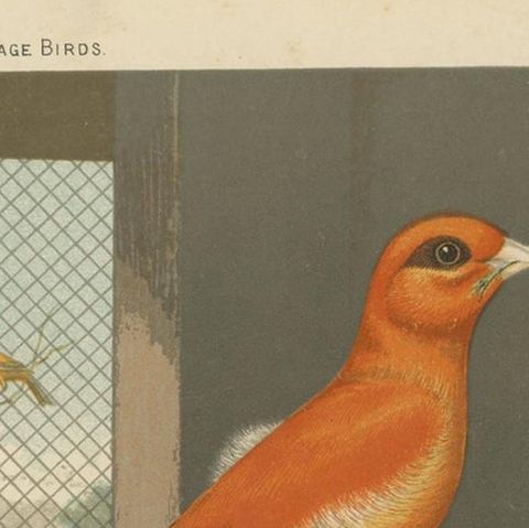 Antique Bird Print of the Norwich Canaries, Variegated Yellow and Others, close-up 1
