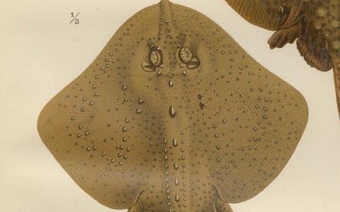 Rare Lithograph of Thornback and Starry Rays from Pisces Scandinaviae, 1895, close-up 4
