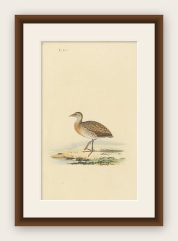 Antique Bird Print of a Plover, c.1840, shown framed