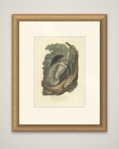 Antique Print with Hand Coloring of a Pale-Throated Sloth, shown framed