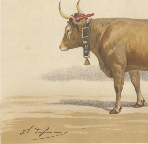 Béarnaise Cow with Bell Collar, French Cattle Chromolithograph, 1863, close-up 2