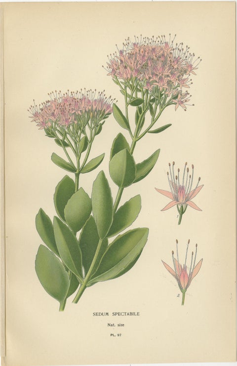 Botanical Succulent Prints: Sedum Spectabile & Sieboldii, Cotyledon Secunda 1897, view 2
