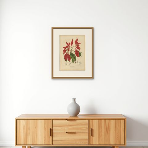 Original Antique Poinsettia Botanical Chromolithograph by Hoola van Nooten, 1880, shown framed on a wall