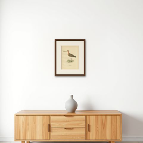 Antique Bird Print of the Black-Tailed Godwit by Von Wright, '1929', shown framed on a wall